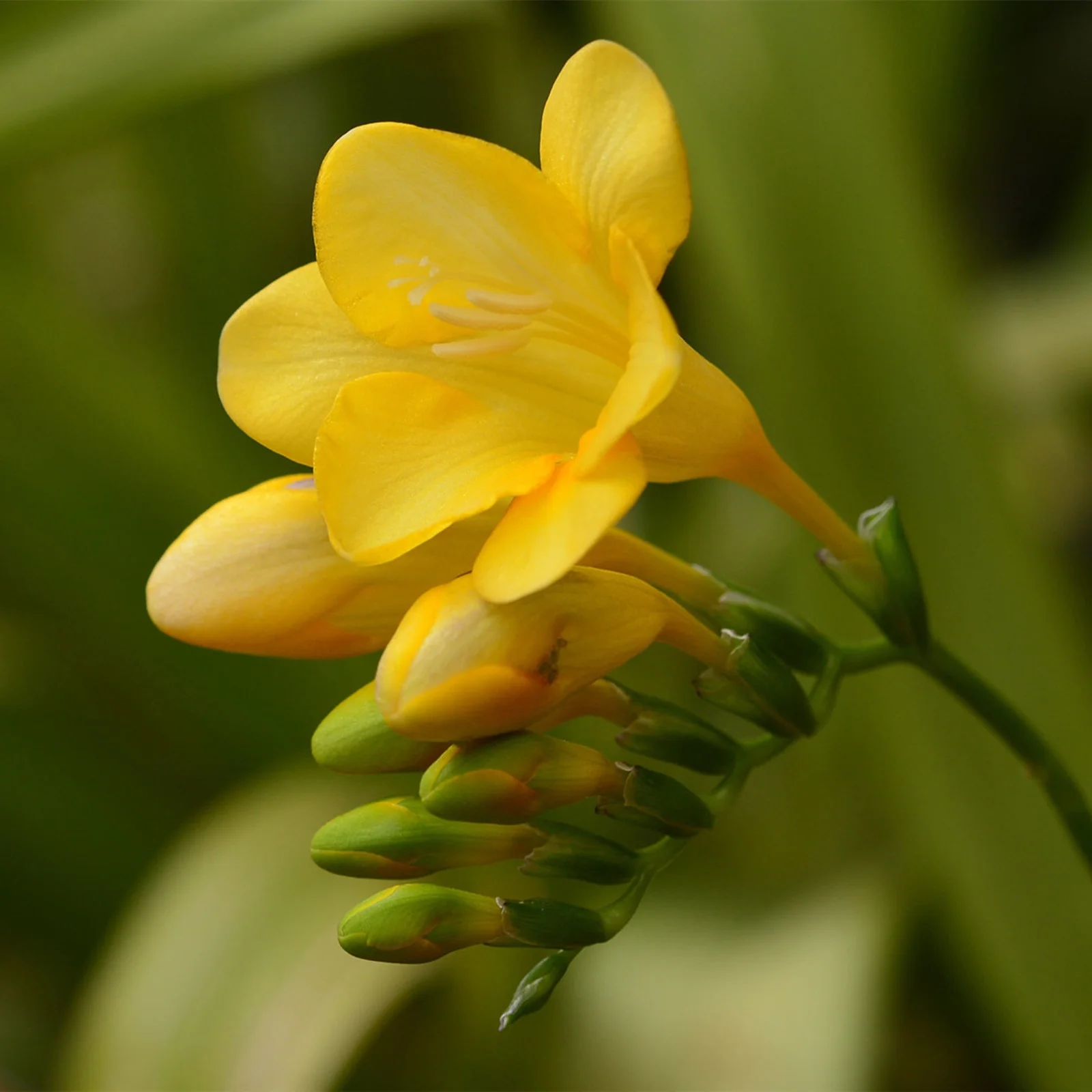 Freesia Bulbs For Planting Fragrant Freesia Bulbs Double Freesia Flowers Real Freesia Potted Plant Freesia Plant Live  Freesia Bulbs