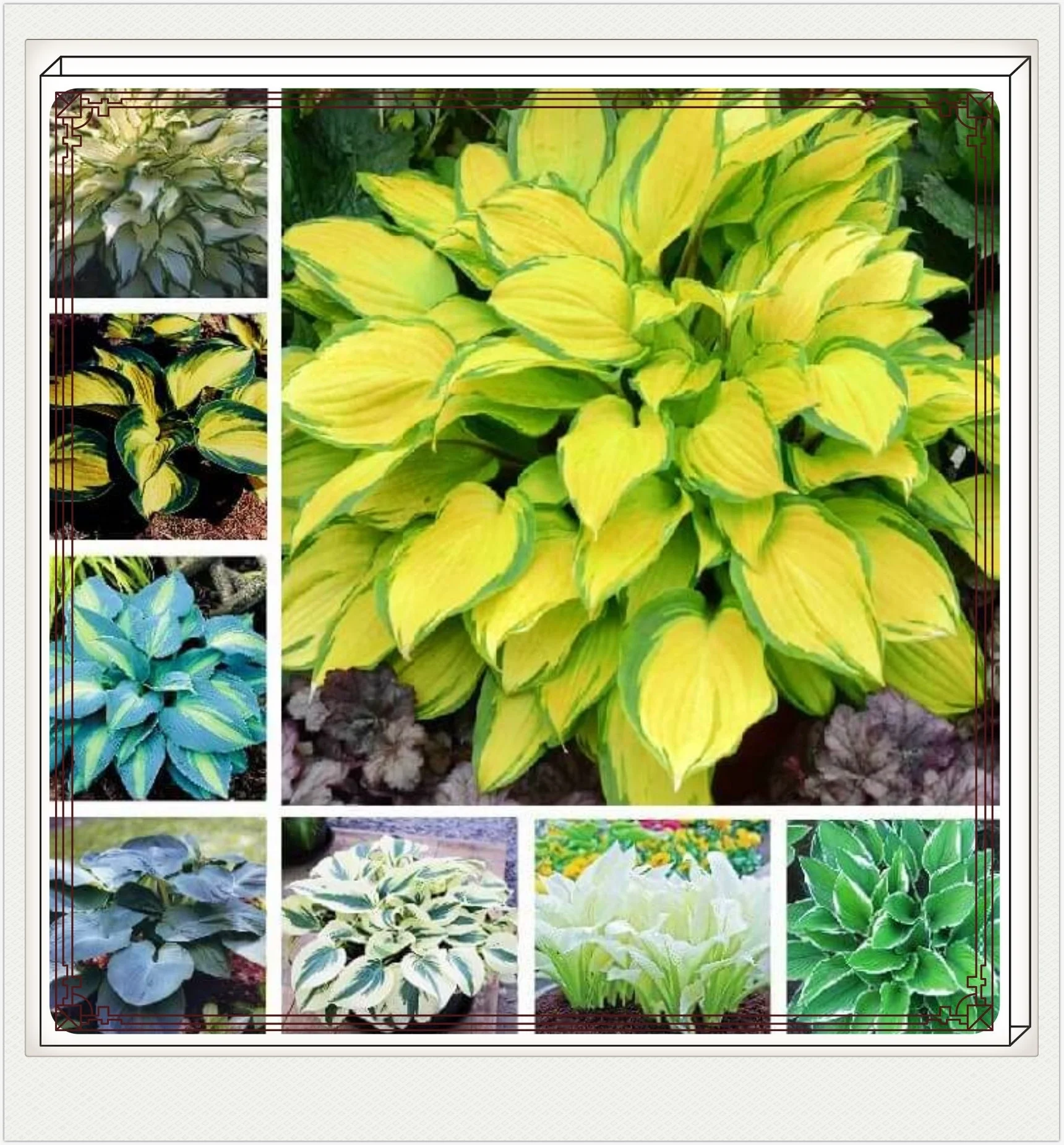 Hosta Plants Bulbs Hostas Plant Hostas Plants Ready For Planting Hosta Plants For Sale Bonsai Plants