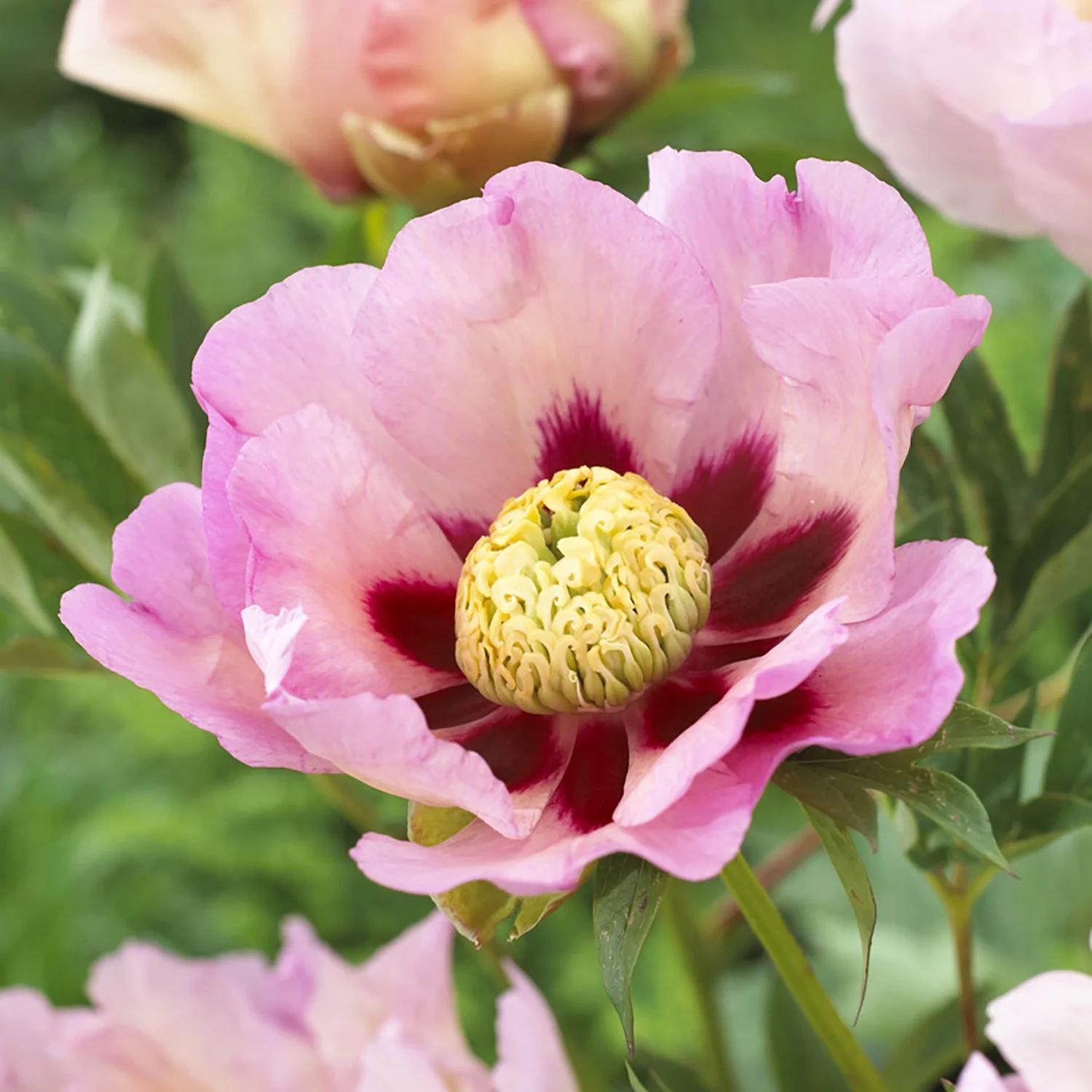 Van Zyverden Itoh Peony Pastel Splendor Set of 1 Root Multicolor Partial Sun Flowering 1 lb