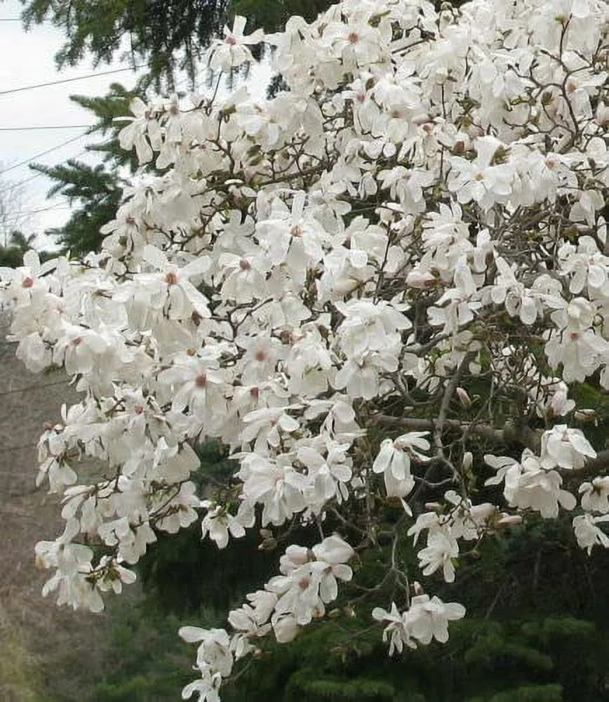 Star Magnolia Tree/Shrub - 6-12