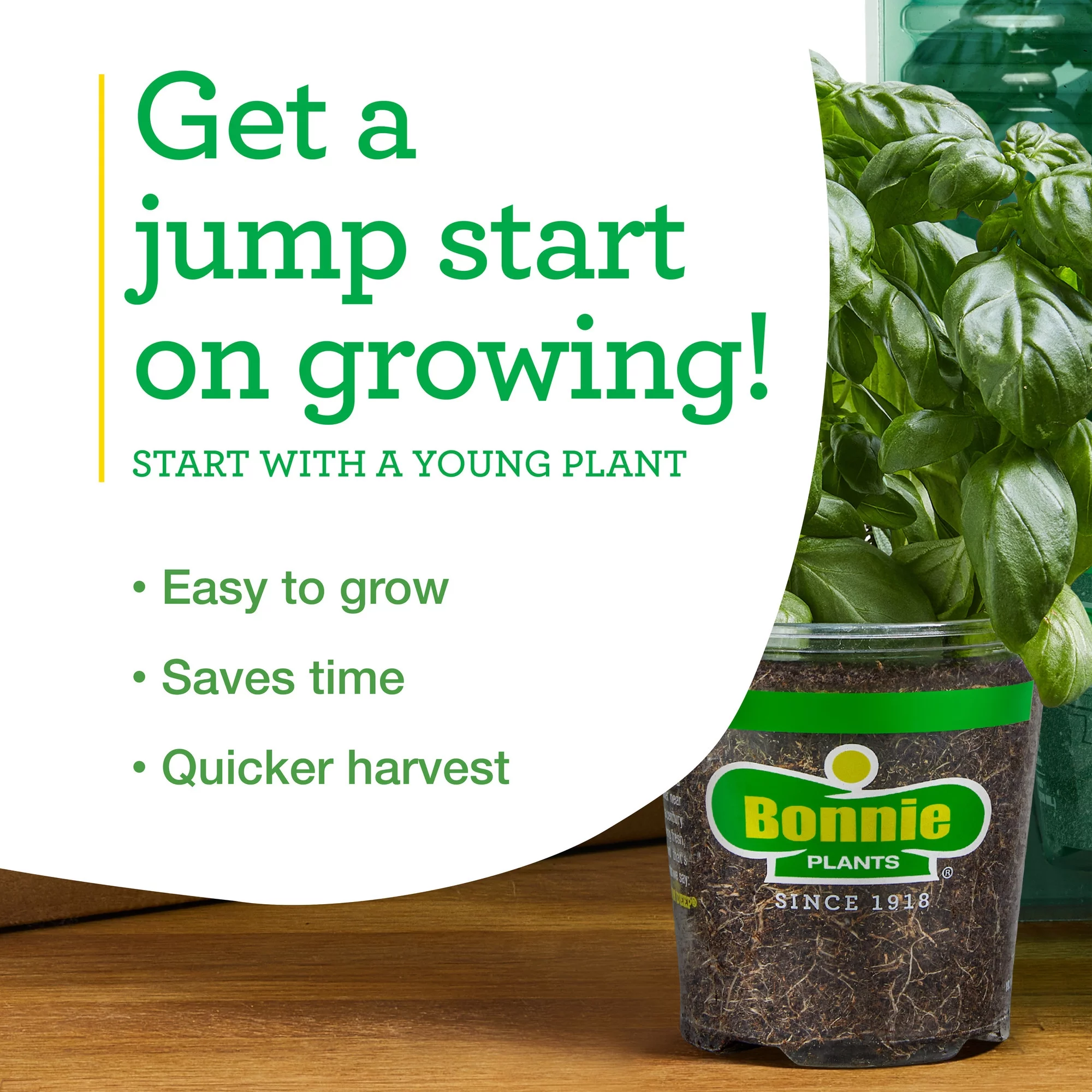 Bonnie Plants Big Boy Tomato 2.5 Gal., Live Plant