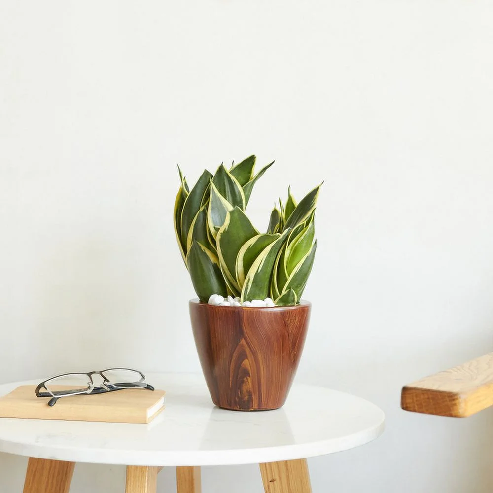 Zateety 2-Pack 10 in.Dark Wood Plastic Self-watering Planter Pot