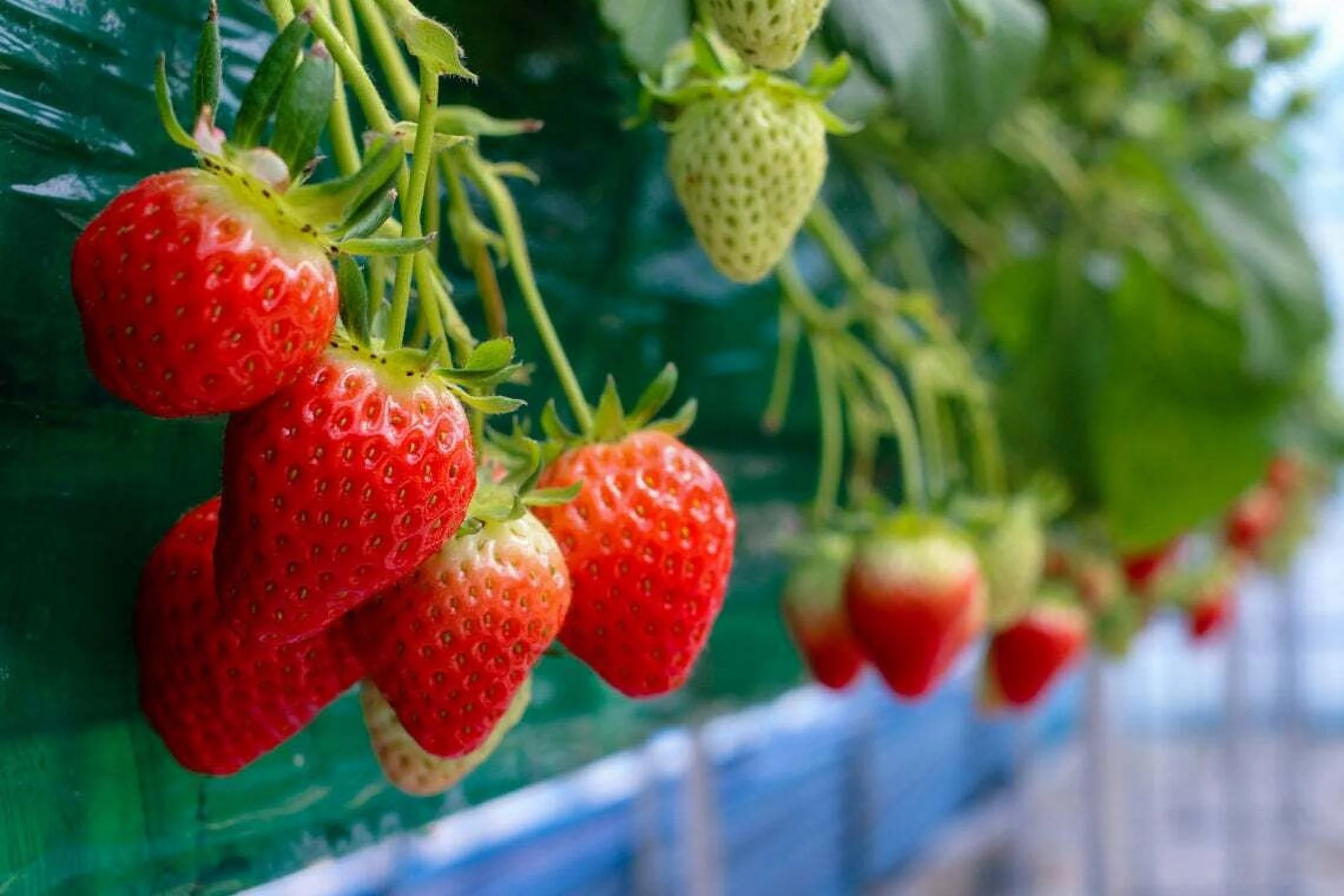 200 Everbearing Strawberry Seeds to Grow Red Strawberry Vines