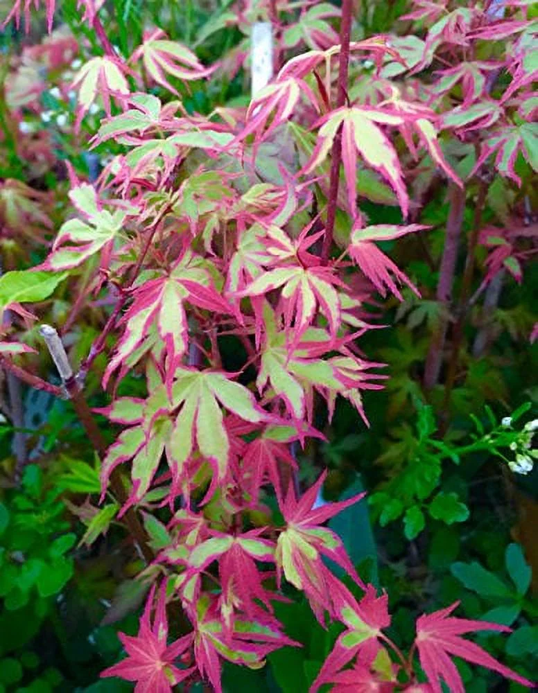Beni Schichihenge Variegated Japanese Maple 3 - Year Live Plant