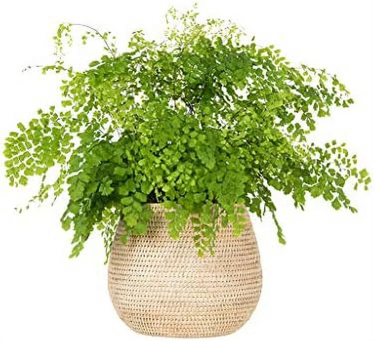 la jolla rattan bowl, white-wash, large planter