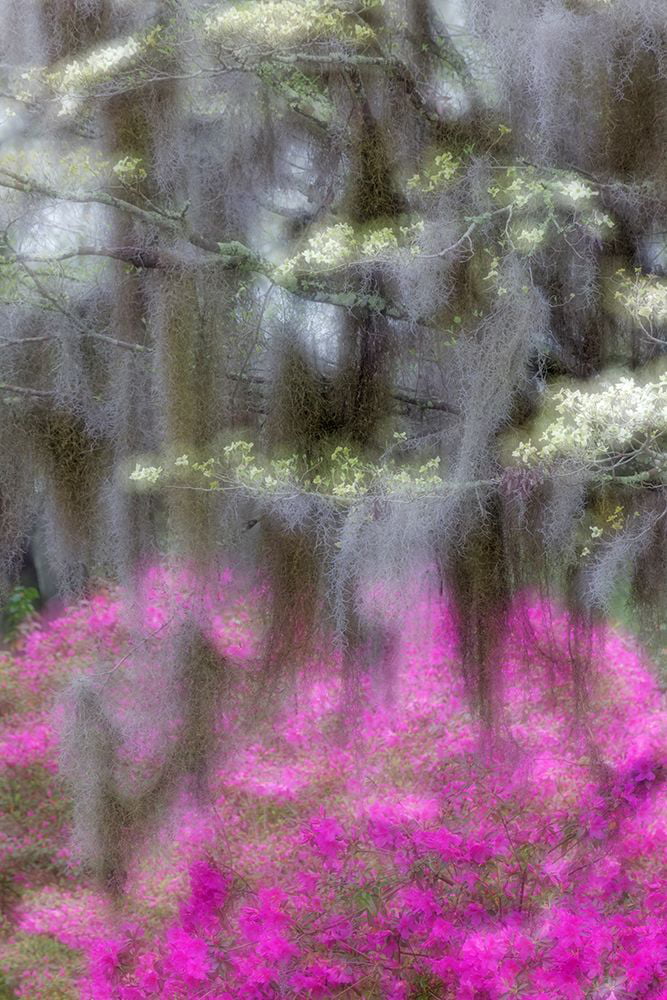 Jones, Adam 11x14 White Modern Wood Framed Museum Art Print Titled - Soft focus view of flowering dogwood trees and azaleas in full bloom in spring-Bonaventure Cemetery