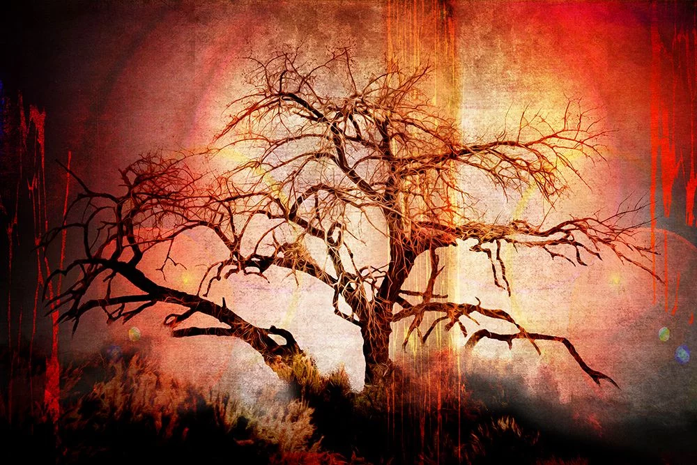 LightBoxJournal 14x11 Black Ornate Wood Framed with Double Matting Museum Art Print Titled - Cottonwood Tree Part 10