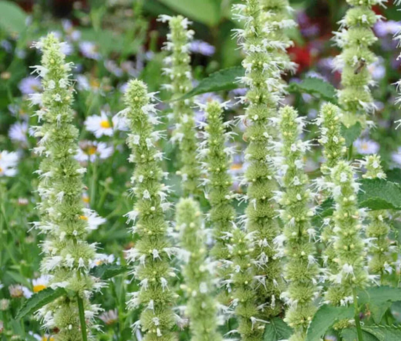 Agastache Mexicana White | Giant Hyssop | 200_Seeds