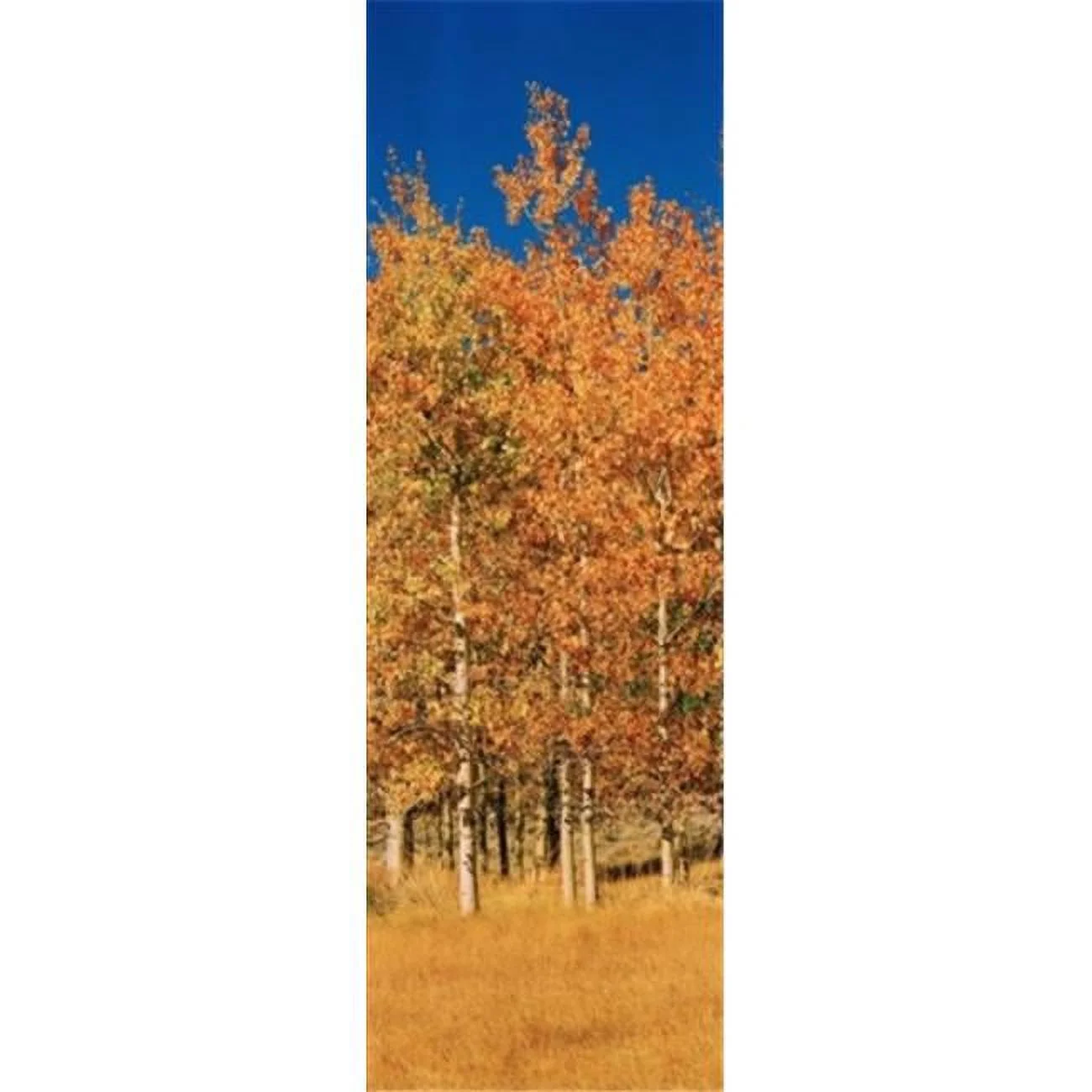Panoramic Images  Aspen trees in a forest Lee Vining California USA Poster Print by Panoramic Images - 12 x 36