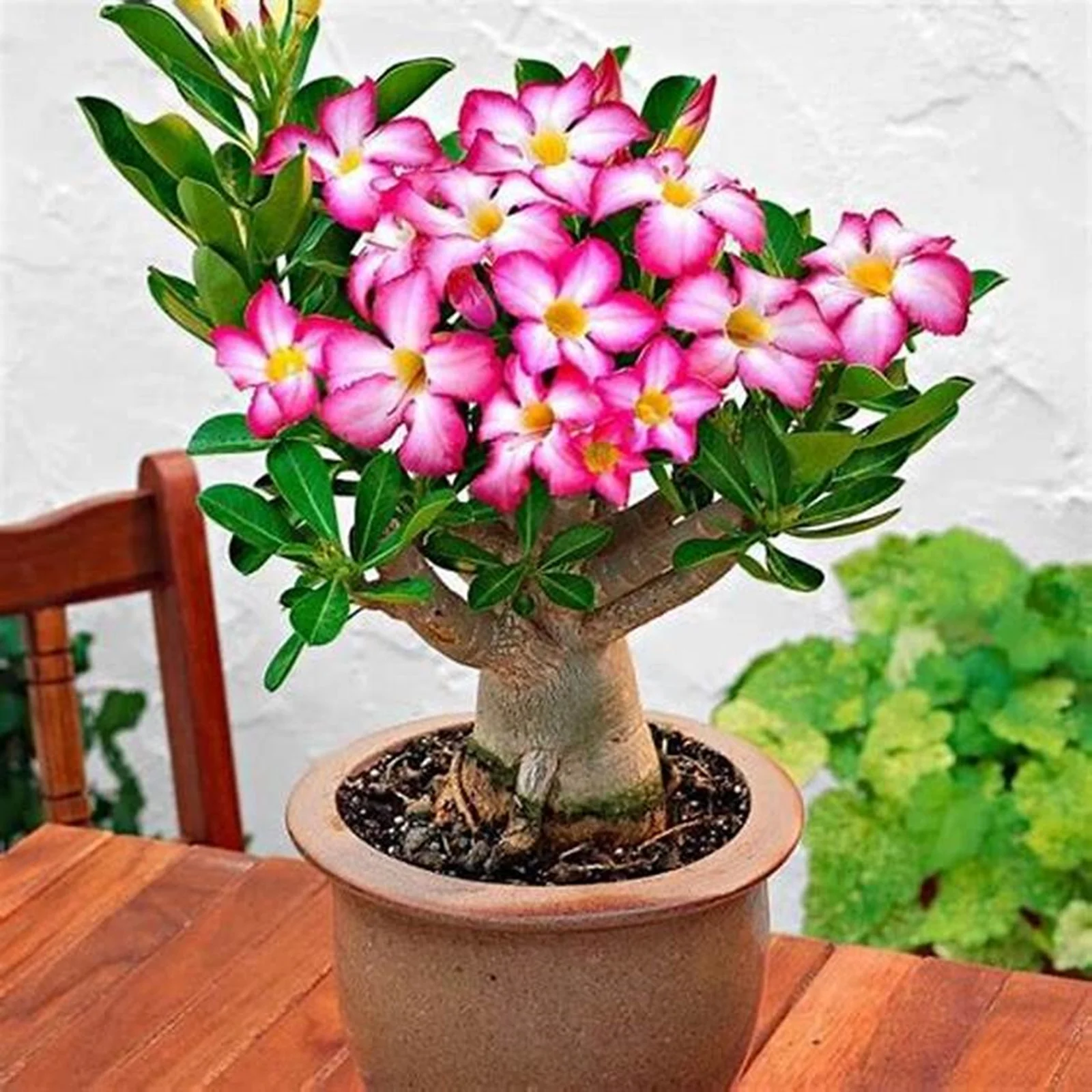 Desert Rose Bulbs, Desert Rose Desert Rose Plant Mature Desert Rose Roots Desert Rose Tuber Desert Rose Plant Live Large,Desert Rose Plant Live,Cold And Drought Resistant,Desert Rose Plant