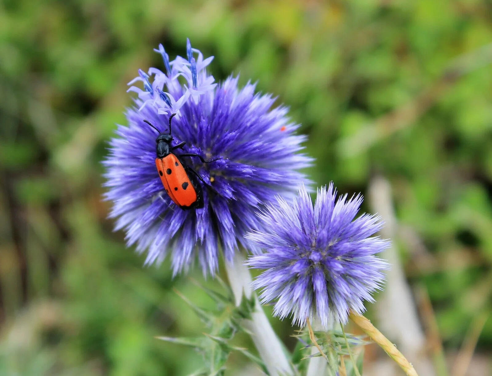 25 Blue GLOBE THISTLE Echinops Ritro Southern Globethistle Flower Seeds