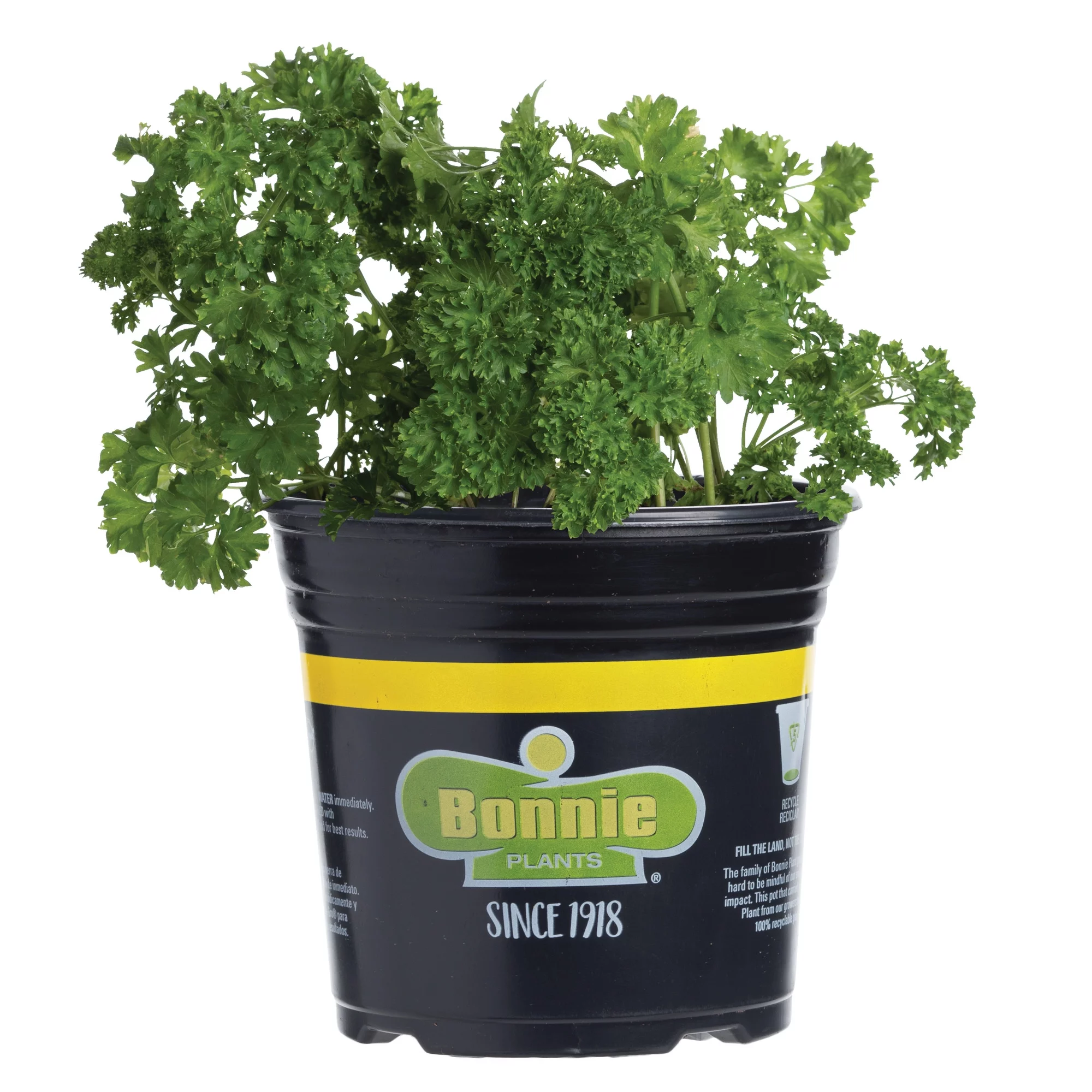 Bonnie Plants Curled Parsley 2.32 qt.