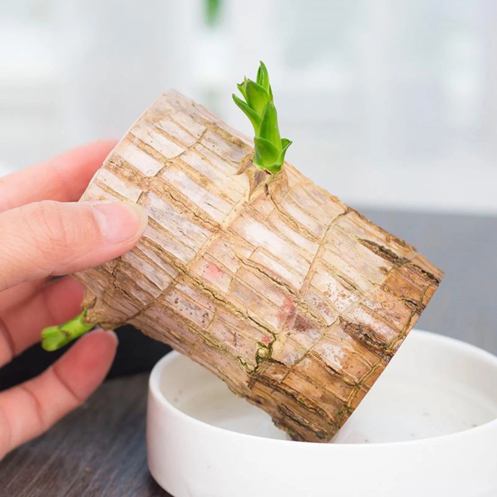 Brazilian Wood,Brazilian Lucky Wood Plant Pot,Large Brazilian Wood Plant,Home Decoration,Brazilian Wood Plant,Brazilian Wood For Sale(Brazilian Wood/Doll And Tray/Potted Plant)