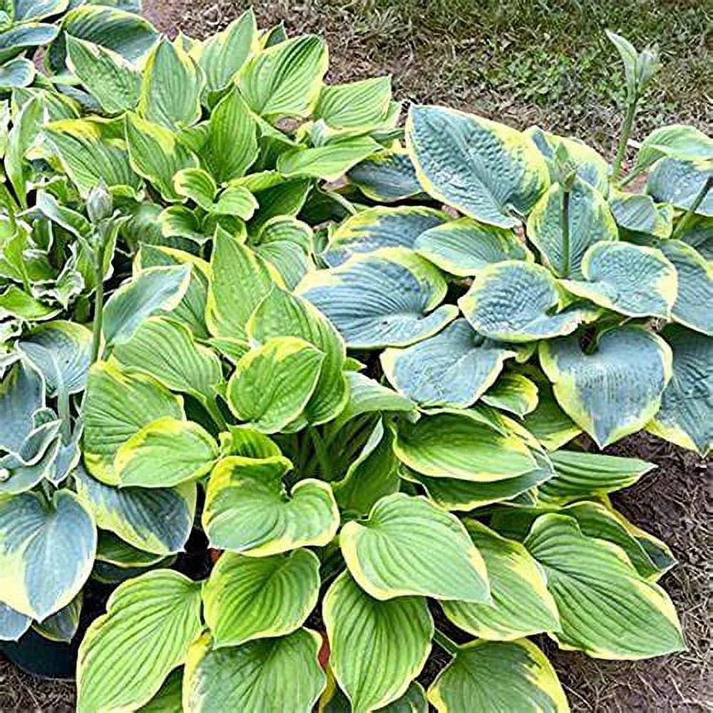 QAUZUY GARDEN 50 Mix Hosta Plant Seeds Perennial Plantain Lily Flower Seeds- Shade Garden Plant & Home Garden Ground Cover - Easy Grow & Maintain
