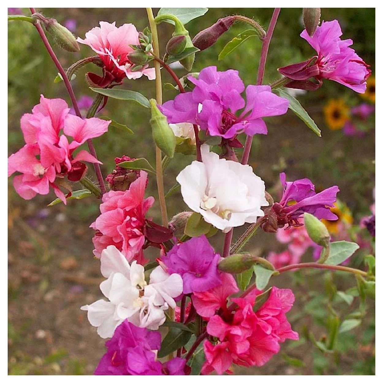 Everwilde Farms - 1 oz Clarkia Native Wildflower Seeds - Gold Vault Bulk Seed Packet