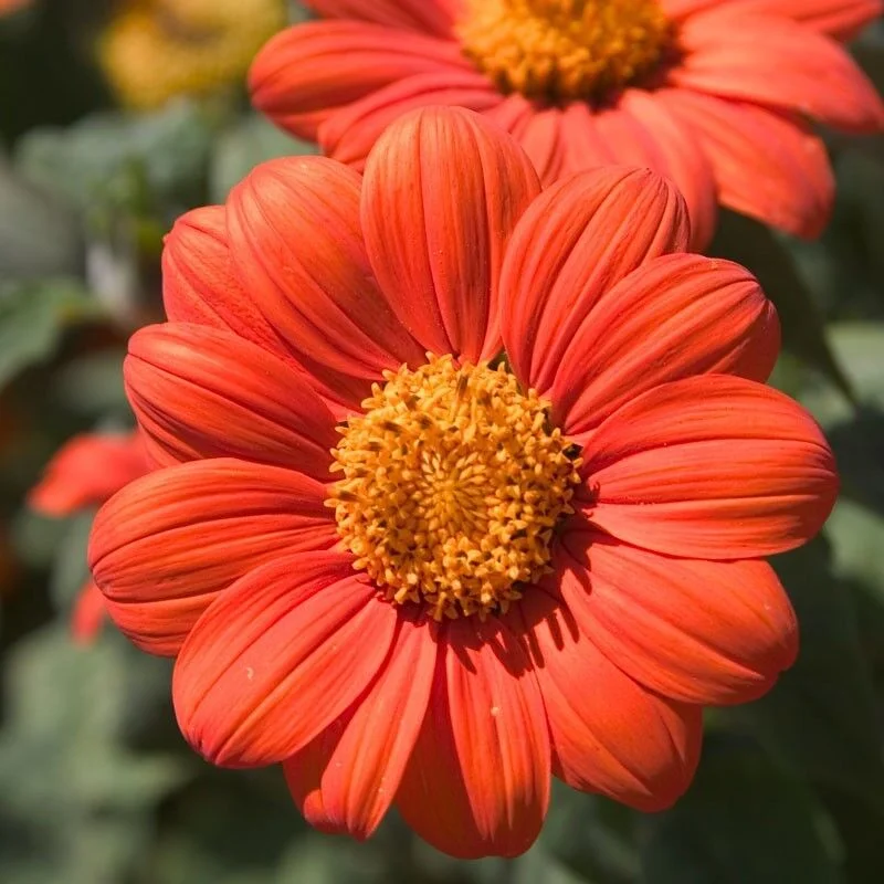 Mexican Sunflower Seeds, Orange, Tithonia, Attract Butterflies, Daisy-Like Bloom, 5500 Seeds or 2 OZ