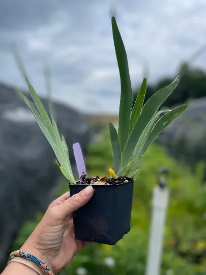 2 Jurassic Park Bearded Iris - Iris germanica. In 3.5 inch pots