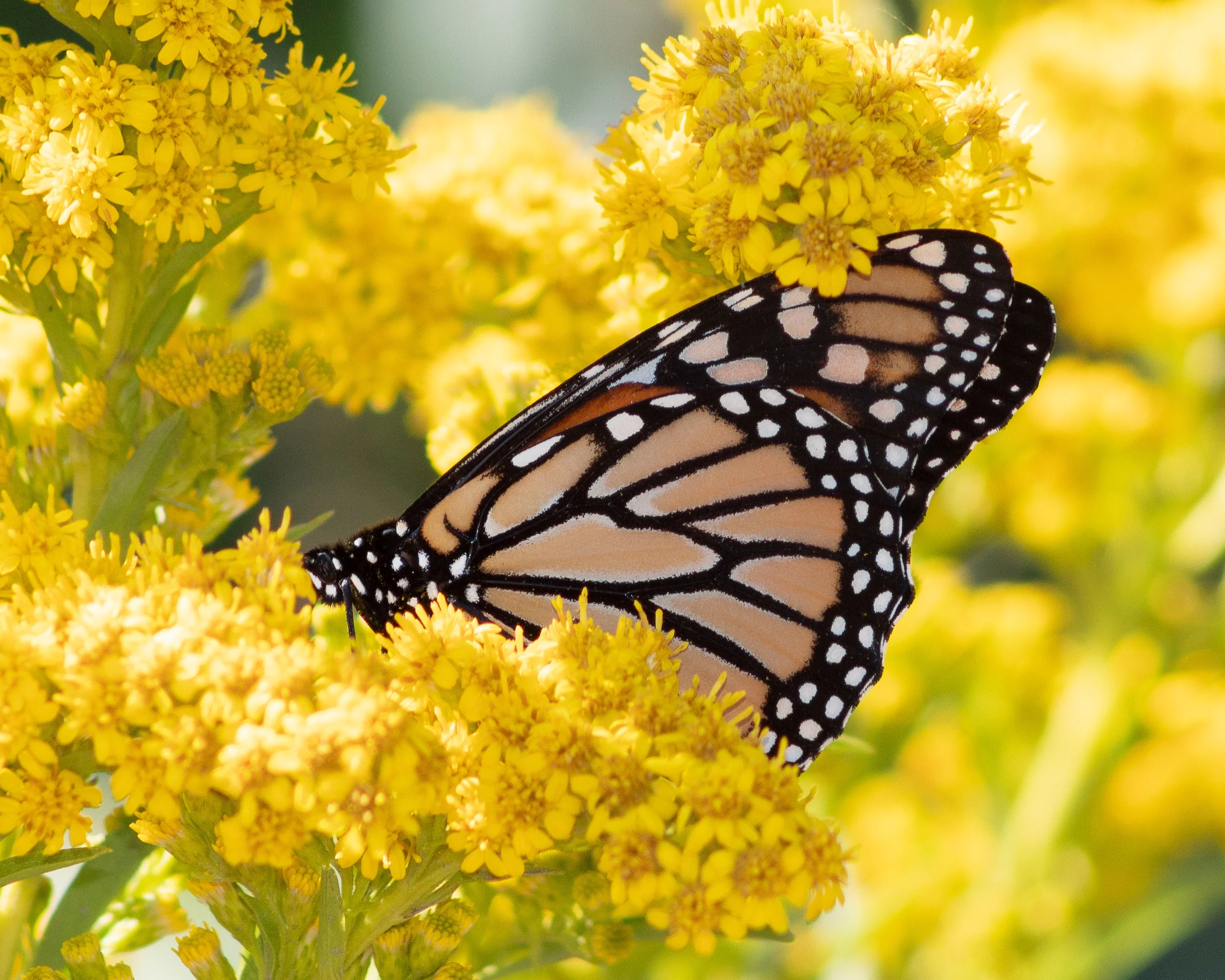 Earthcare Seeds - Goldenrod Showy 1000 Seeds (Solidago Speciosa) Heirloom - Open Pollinated