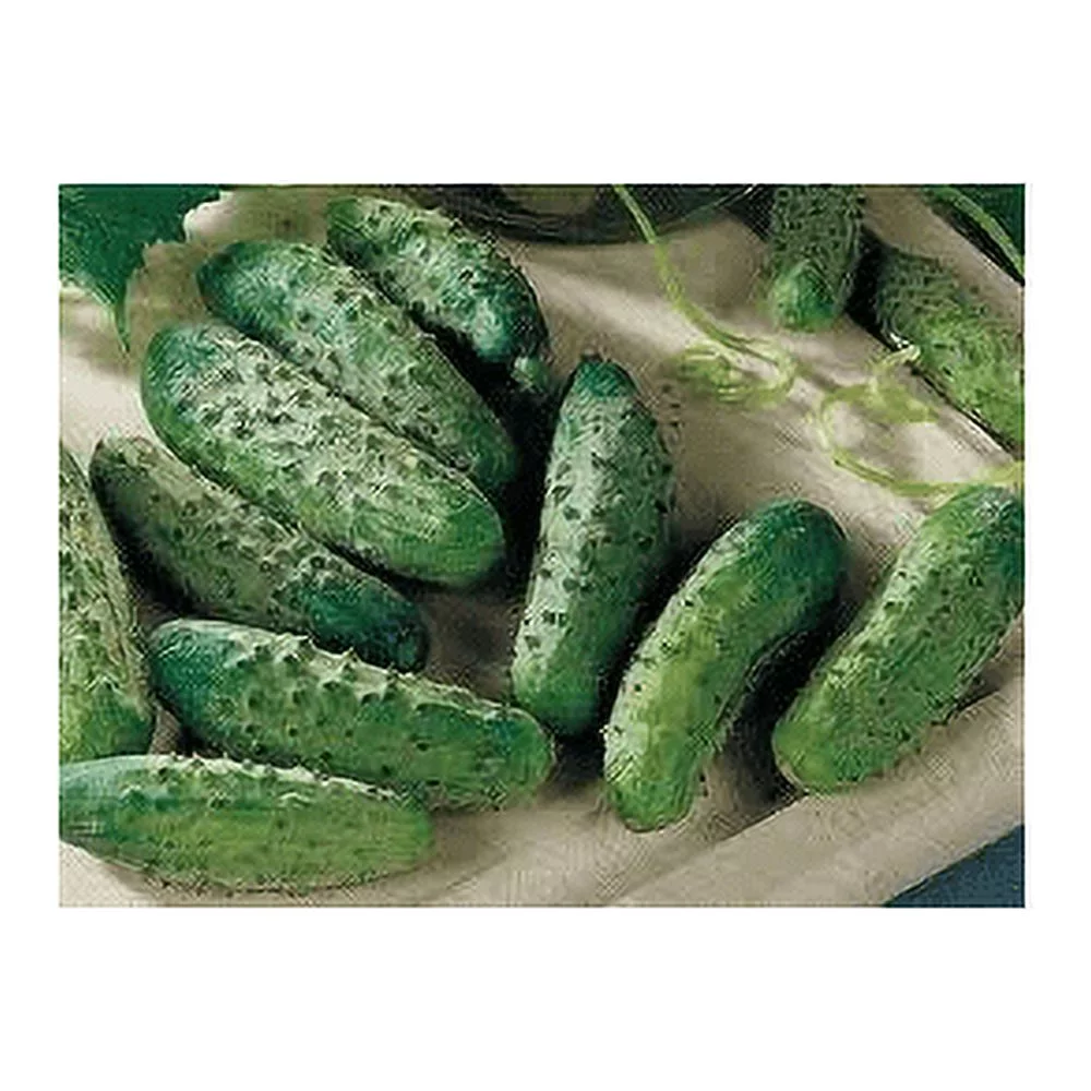 Cucumber National Pickling Great Heirloom Vegetable By Seed Kingdom BULK 2,000 Seeds
