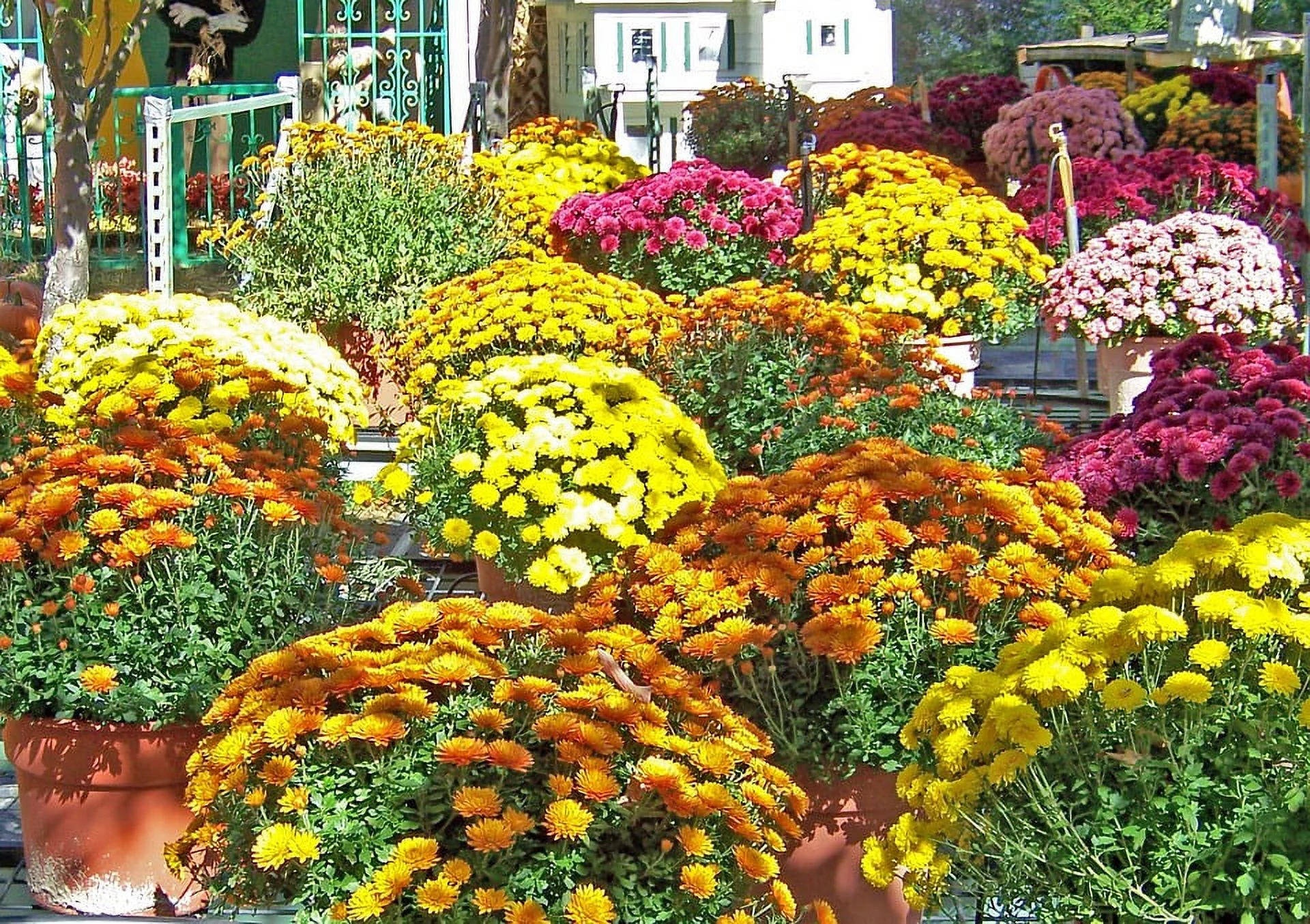 Season Floral Autumn Pot Halloween Flowers Fall - Laminated Poster Print - 20 Inch by 30 Inch with Bright Colors and Vivid Imagery