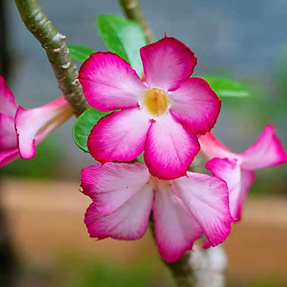 Desert Rose Seeds Adenium Obesum Popular Succulent Plant Striking Appearance, Colorful Flowers Houseplant or Ornamental Plant in Gardens 100Pcs Flower Seeds by YEGAOL Garden