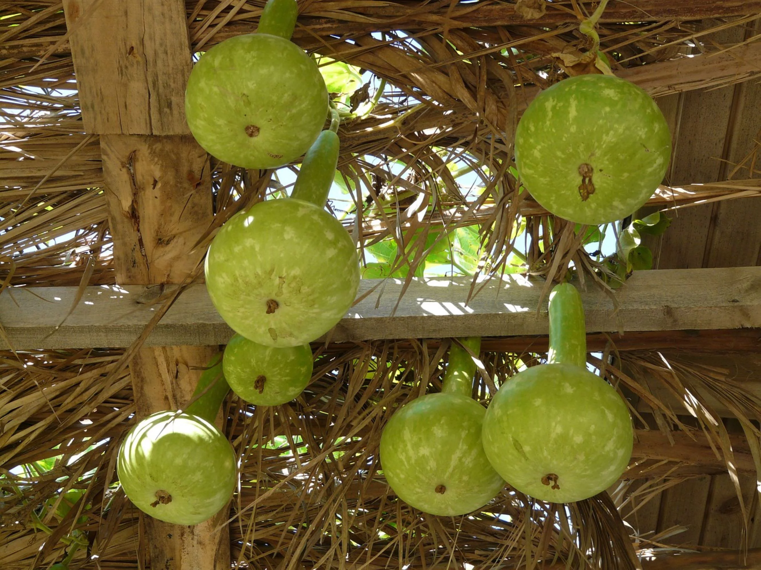 Birdhouse Bottle Gourd Seeds/ Annual/ Full Sun/10 Seeds/ Zellajake Farm and Garden - B110