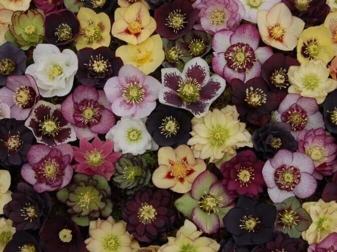 Lenten Rose Seeds for Planting - Helleborus orientalis - Rare Flower