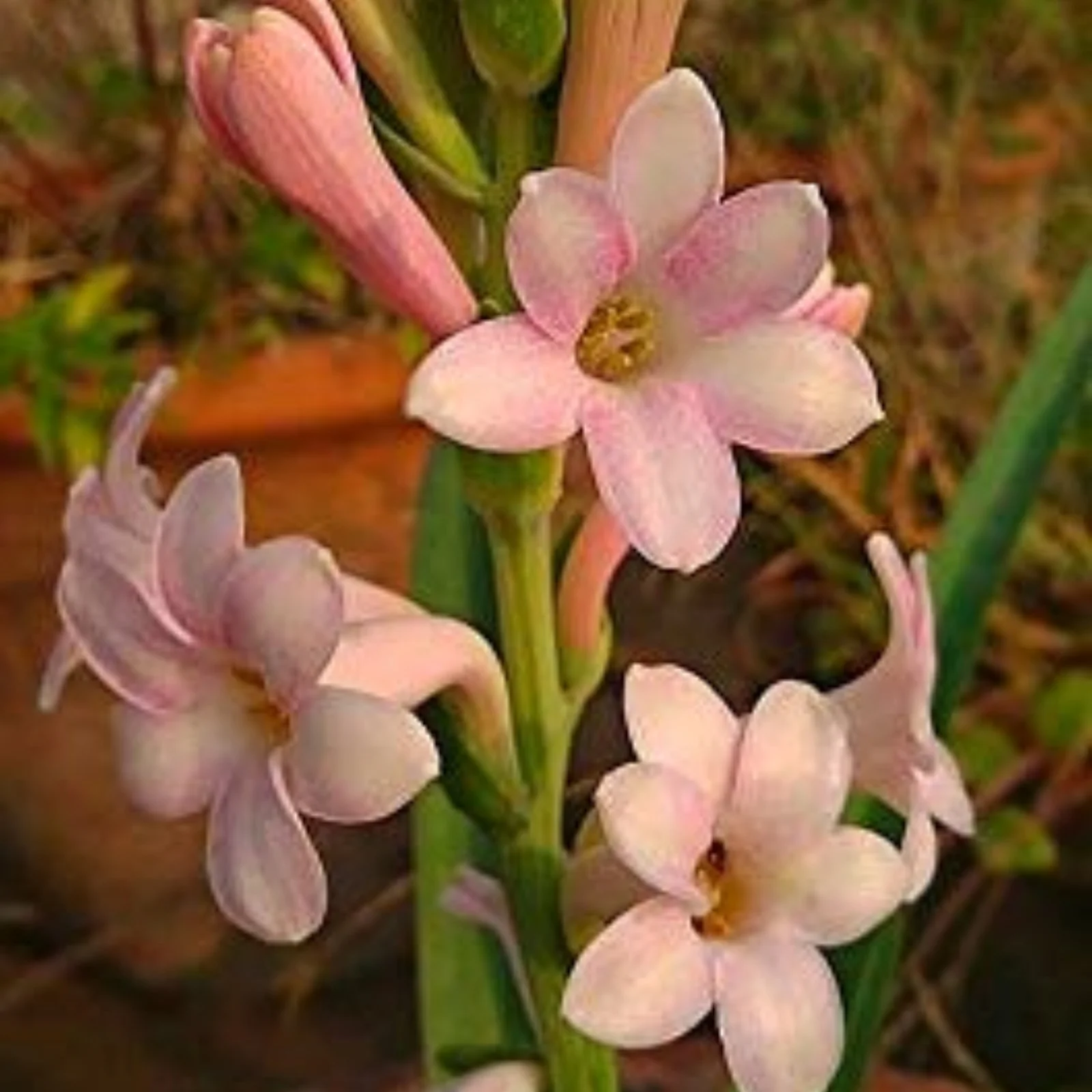 Tuberose Bulbs,Professional Planting,Tuberose Plant Live,Tuberose Flowers For Delivery,Tuberose Plant Bulbs,Tuberose Flower Plant,Tuberose Bulbs For Sale.