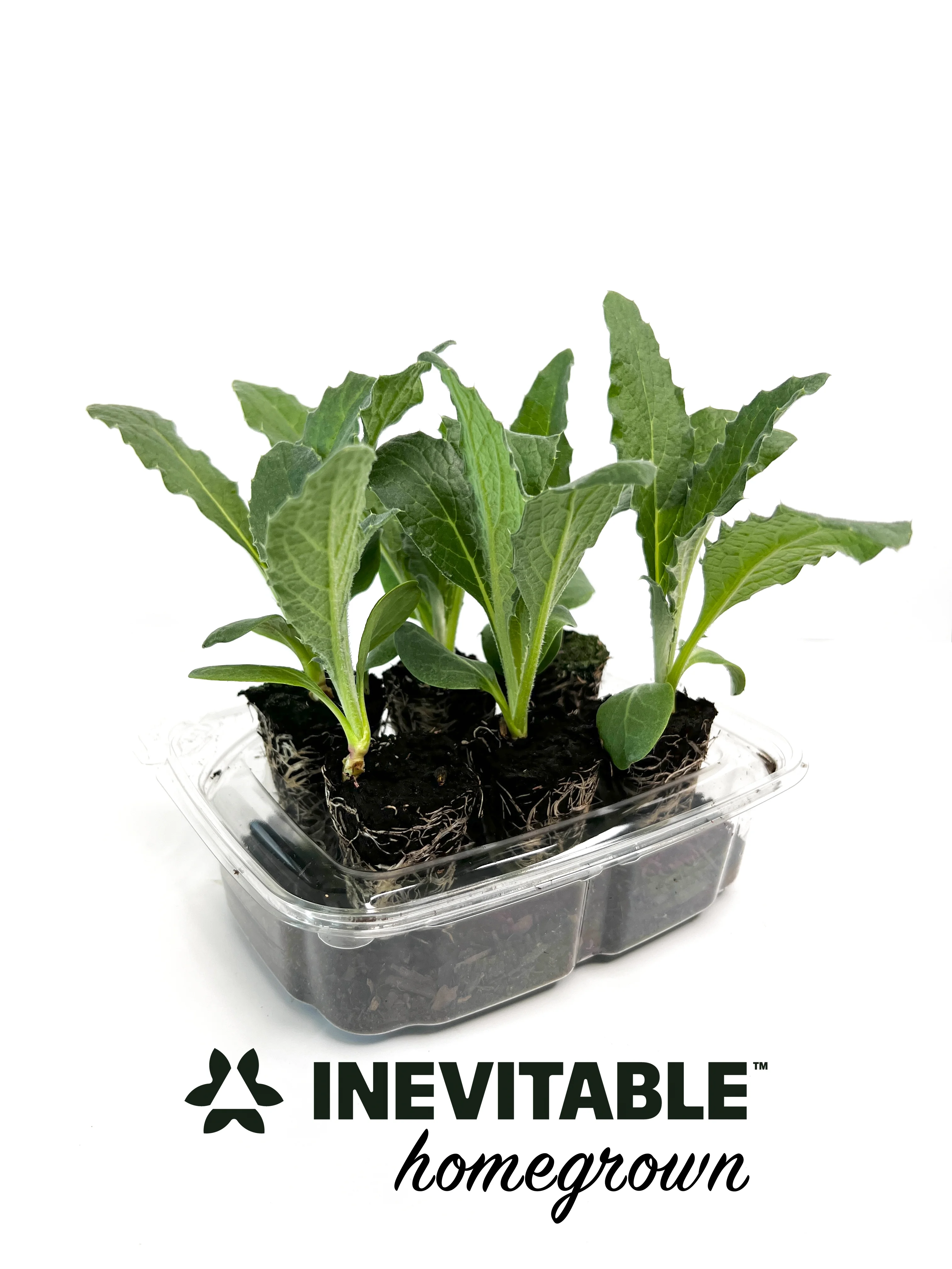 Cardoon - Porto Spineless seedling (6 pack)