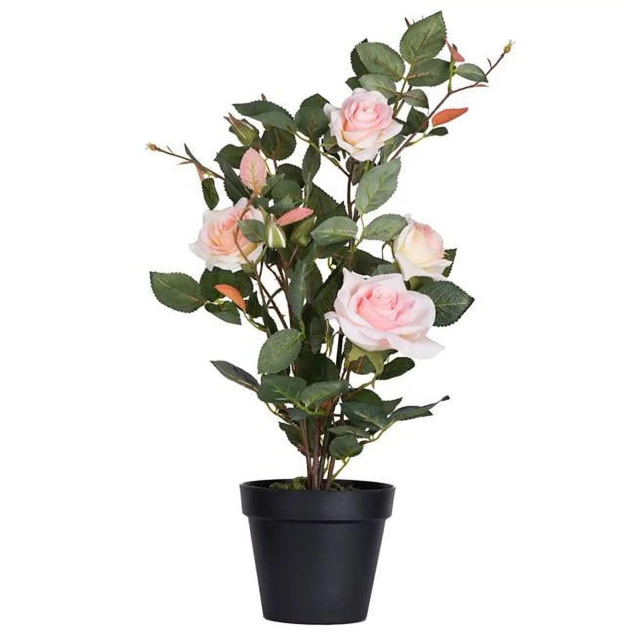 21 in. Pink Rose Plant in Pot