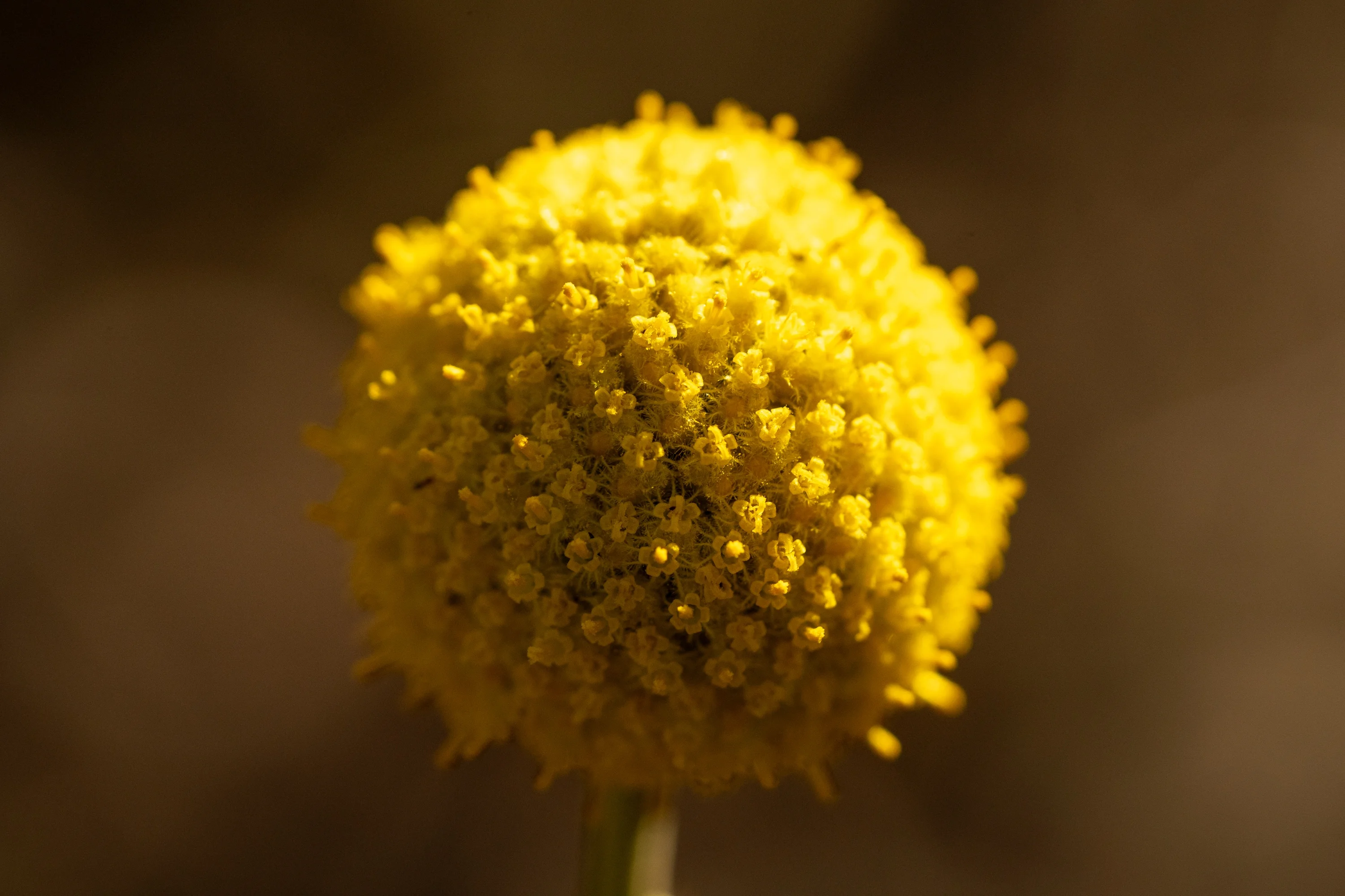 Plant Good Seed Craspedia Flower Seed Yellow Perennial Drumstick Flower Billy Buttons Dried Bouquet