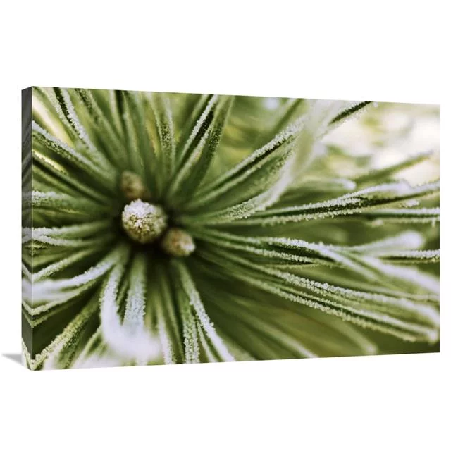 24 x 36 in. Scotch Pine Close Up, Europe Art Print - Jan Vermeer