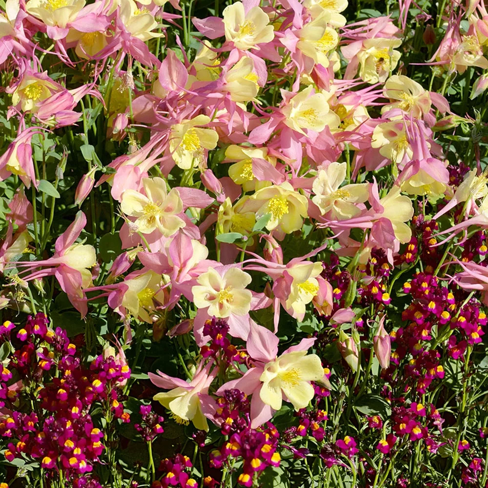 Aquilegia Pink Yellow Columbine Perennial Cut Flower Seeds - 30 Seeds