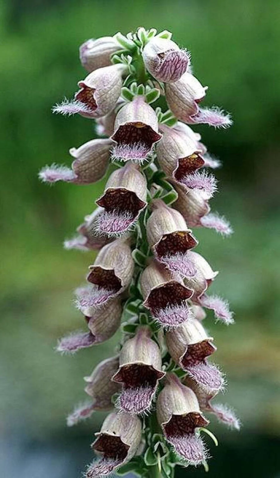 50 RUSTY FOXGLOVE Hummingbird Flower Digitalis Ferruginea Yellow Herald Seeds