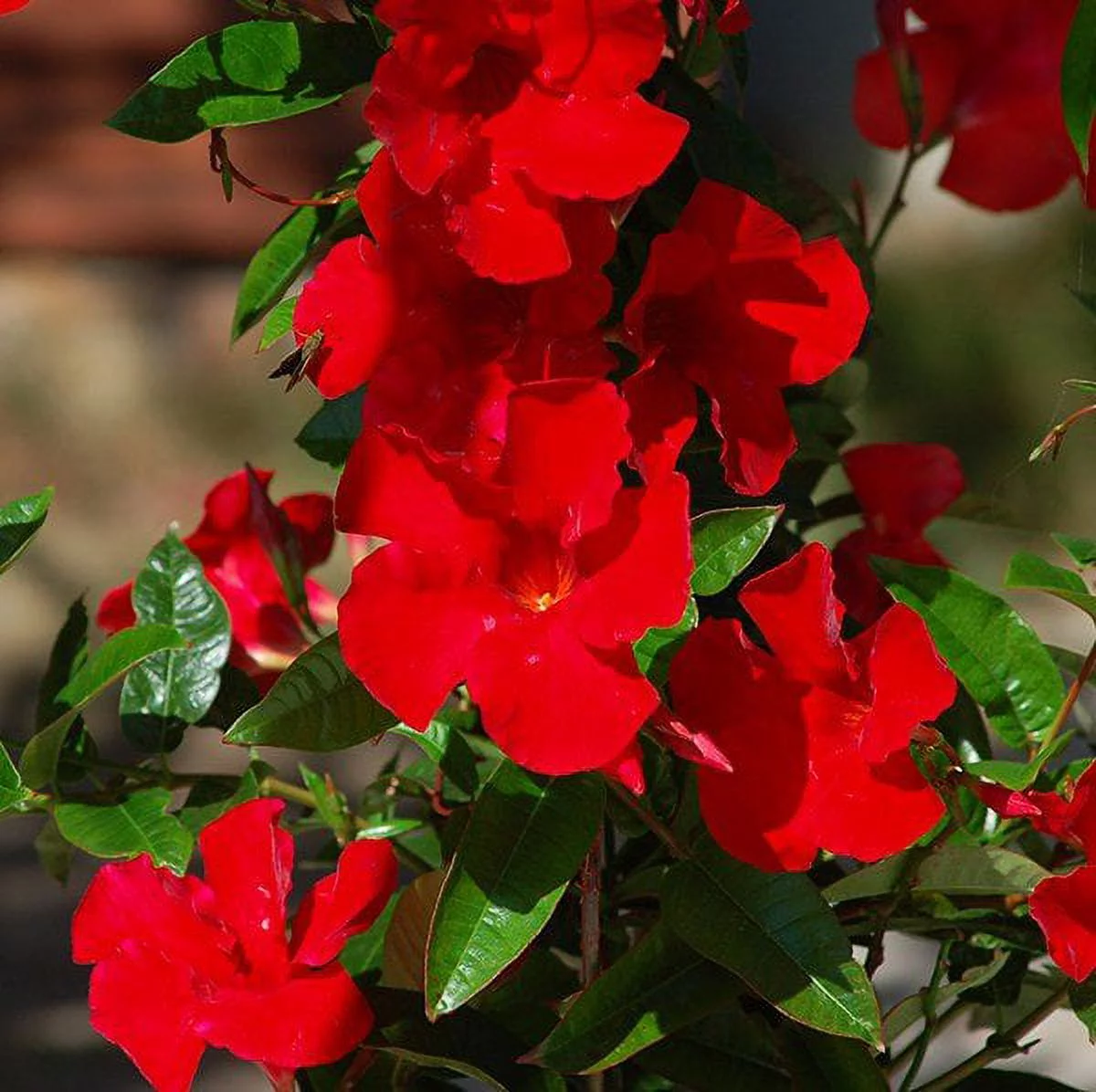 Mandevilla Giant Crimson 4 inch Pot