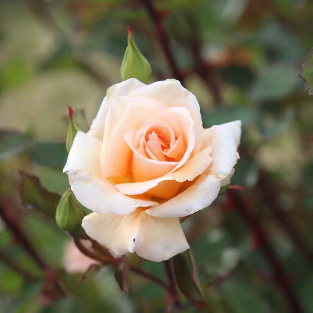 Heirloom Roses - Gentle Persuasion Hardy Rose Bush