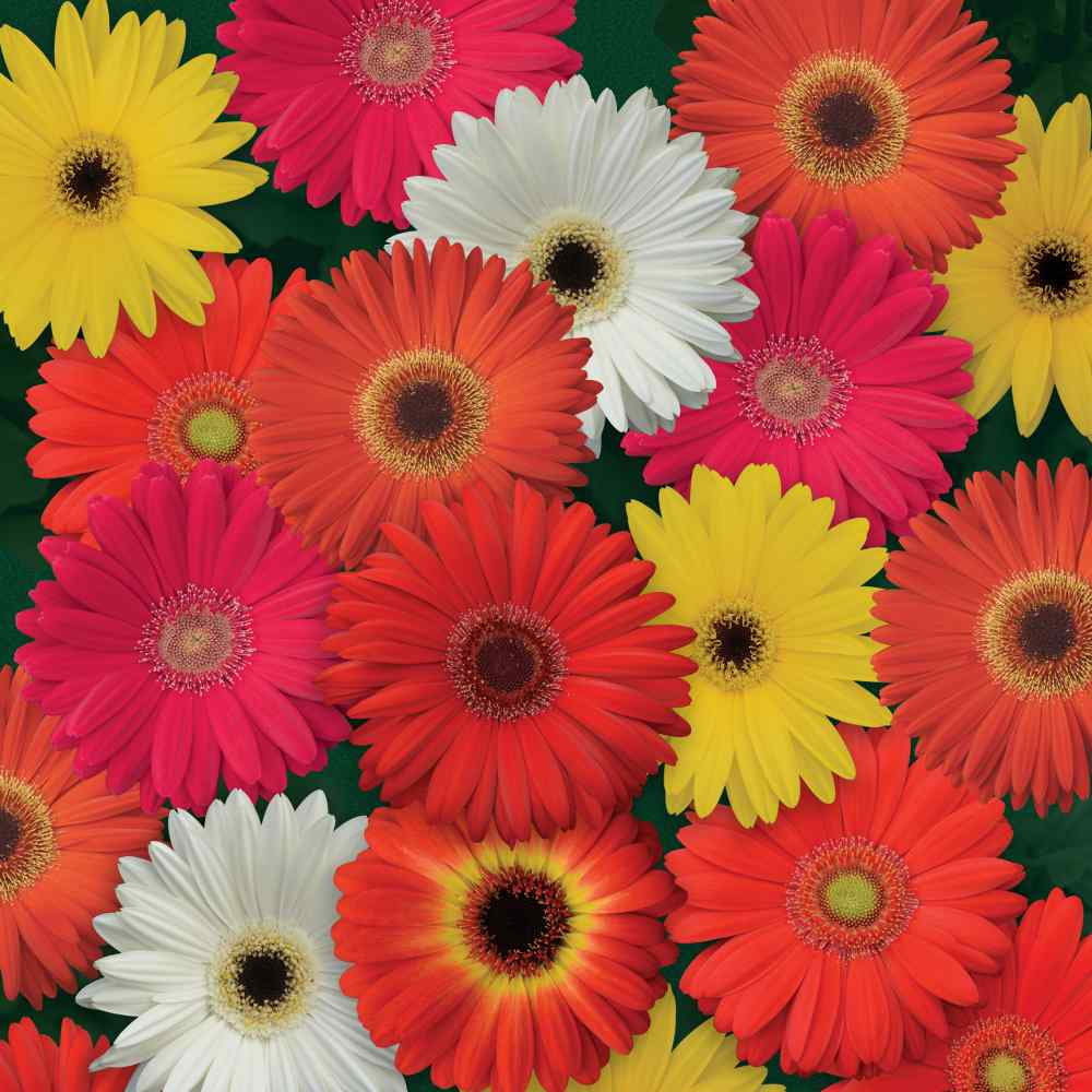 Outsidepride Gerbera Daisy ColorBloom Flower Seed Mix - 20 Seeds