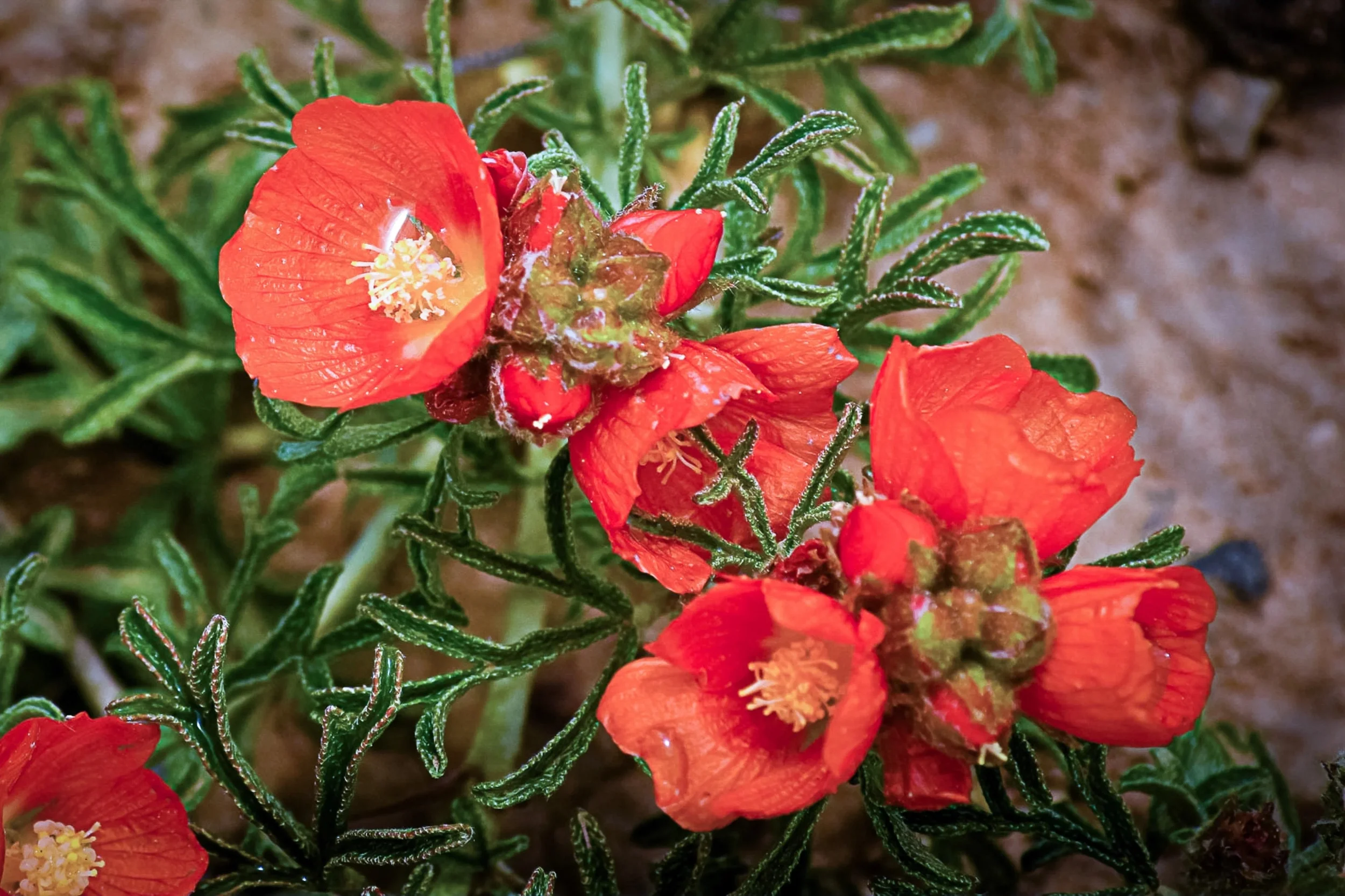 20 SCARLET GLOBEMALLOW Sphaeralcea Coccinea Cowboy's Delight Native Red Prairie Mallow Flower Seeds