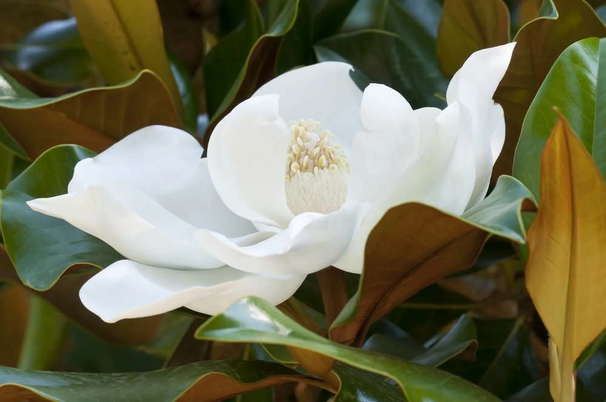 Sympathy Southern Magnolia - Large