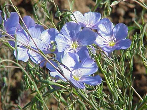 Blue Flax 1500 Seeds (Linum perenne) Non GMO, Heirloom