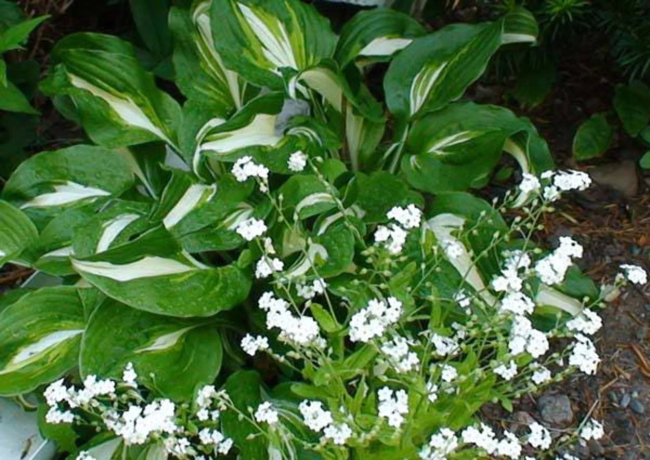 100 Victoria WHITE FORGET Me NOT Myosotis Alpestris Shade or Sun Flower Seeds