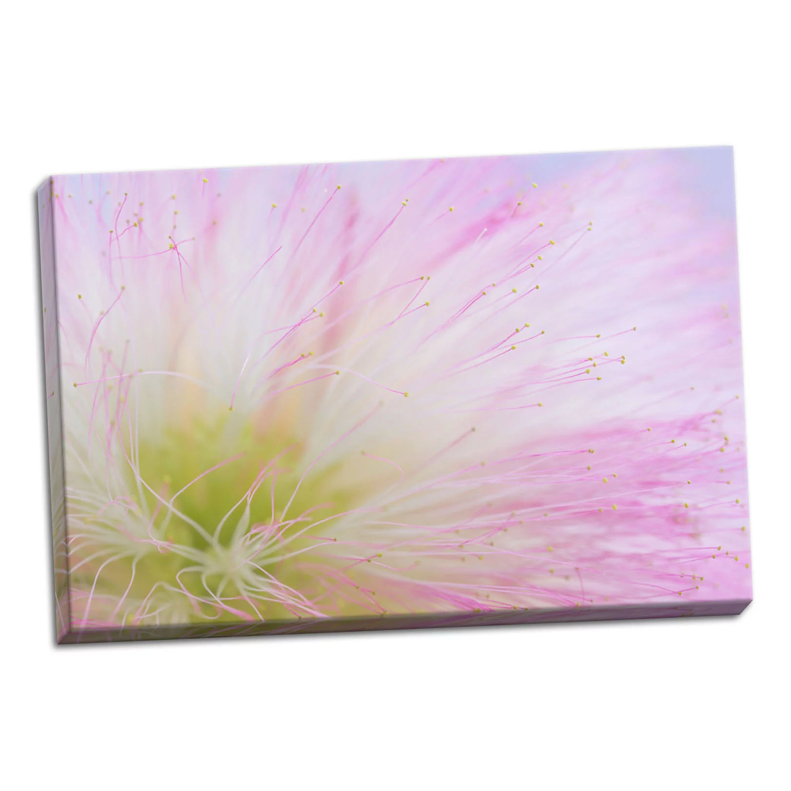 Gango Home Decor Mimosa Tree Blossom II by Kathy Mahan (Ready to Hang); One 36x24in Hand-Stretched Canvas