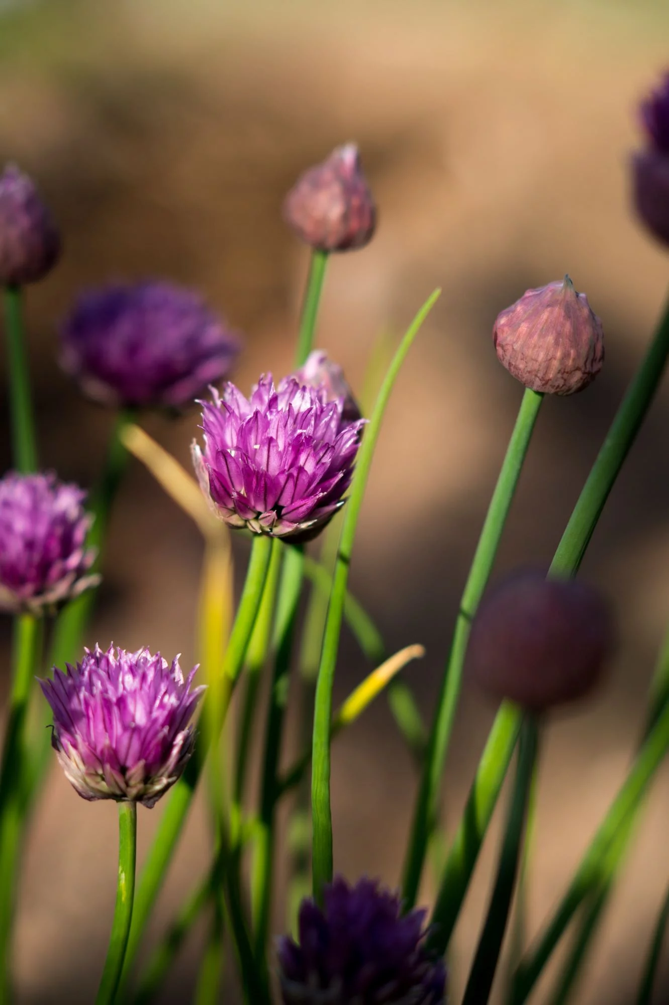 Chives Herb Seeds/ Perennial/ Full Sun/96K Seeds 1/4 LB/ Zellajake Farm and Garden - B201