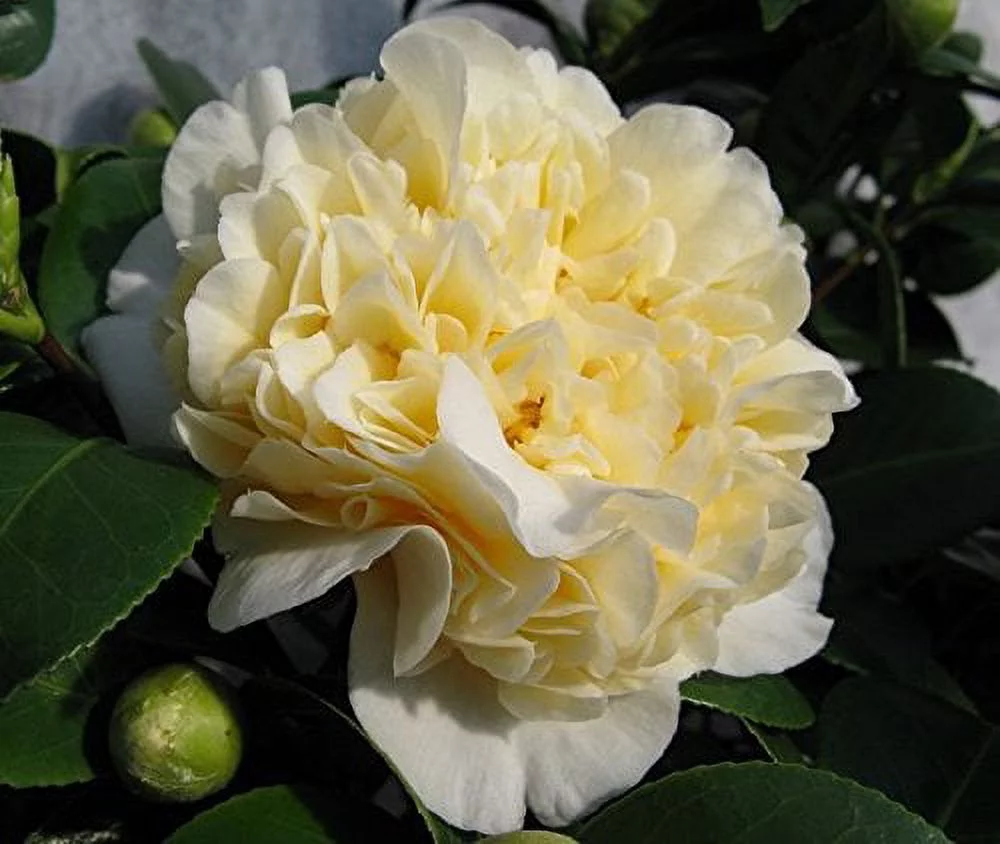 ( 1 ) - Jurys Yellow Camellia Japonica - Starter Plant ( 4L ) ( 1 live plant )