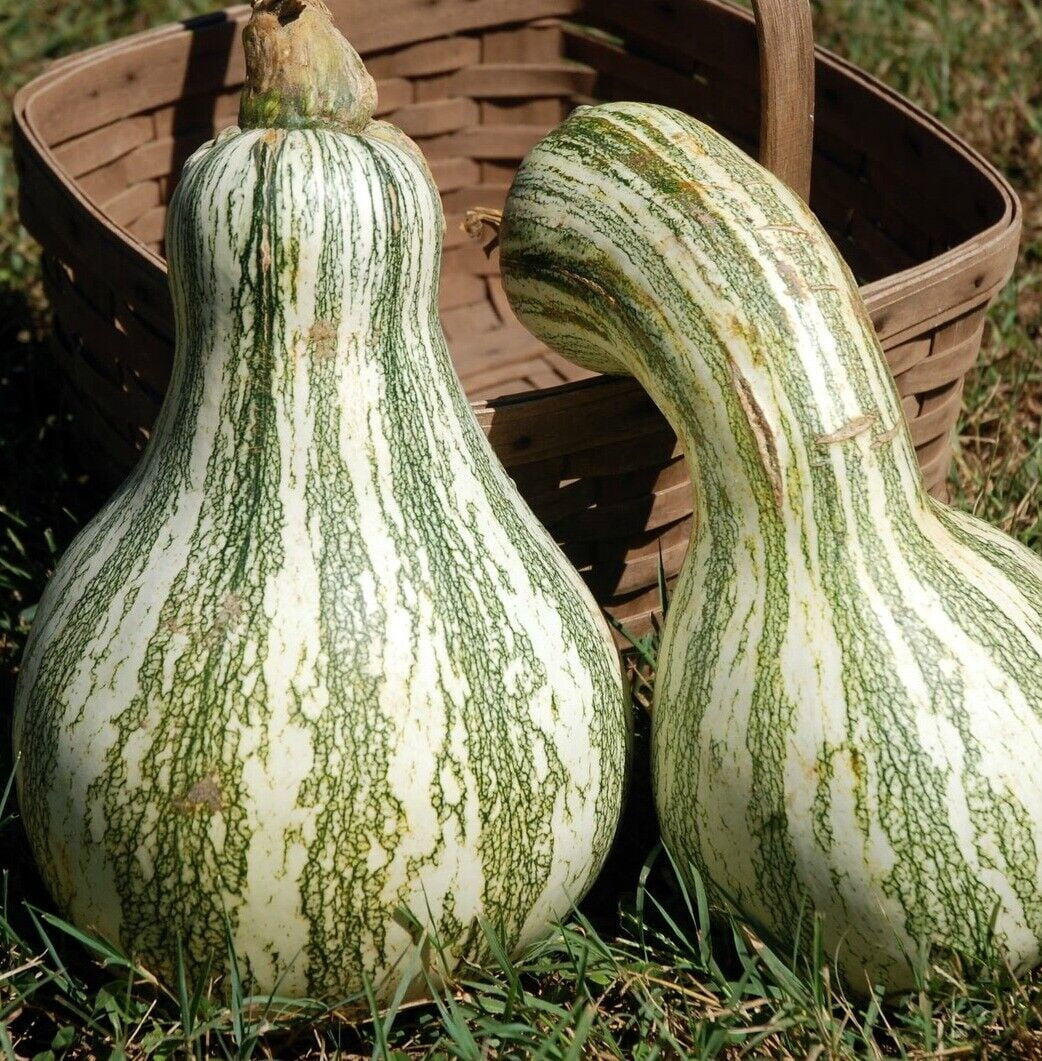 Cushaw Green Striped Pumpkin, NON-GMO, Tennessee Sweet Potato, FREE SHIPPING, 800 Seeds or 1/2 LB