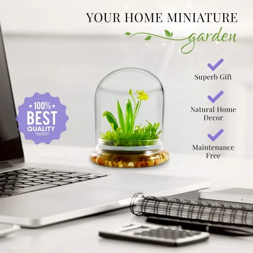 Bloomify Orchid Terrarium – Live Orchid Plants in Glass Terrarium with Sundew Moss – No Maintenance Orchid Plant Psygmorchis Pusilla – Self-Sustaining Miniature Live Orchid