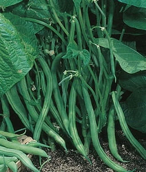 Garden Bean Bush Blue Lake 274 Seed - 1 Packet