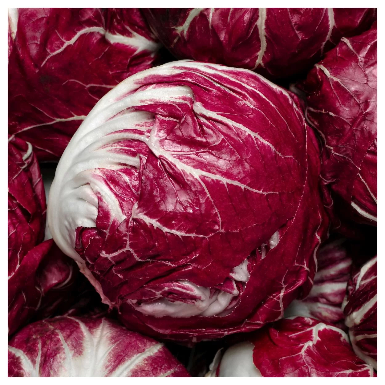 Everwilde Farms - 1 oz Rossa Di Verona Radicchio Endive Seeds - Gold Vault Bulk Seed Packet