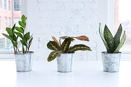 Thorsen's Greenhouse Red Maranta, Live Indoor Plant, Prayer Plant, Plastic Nursery Pot, 4