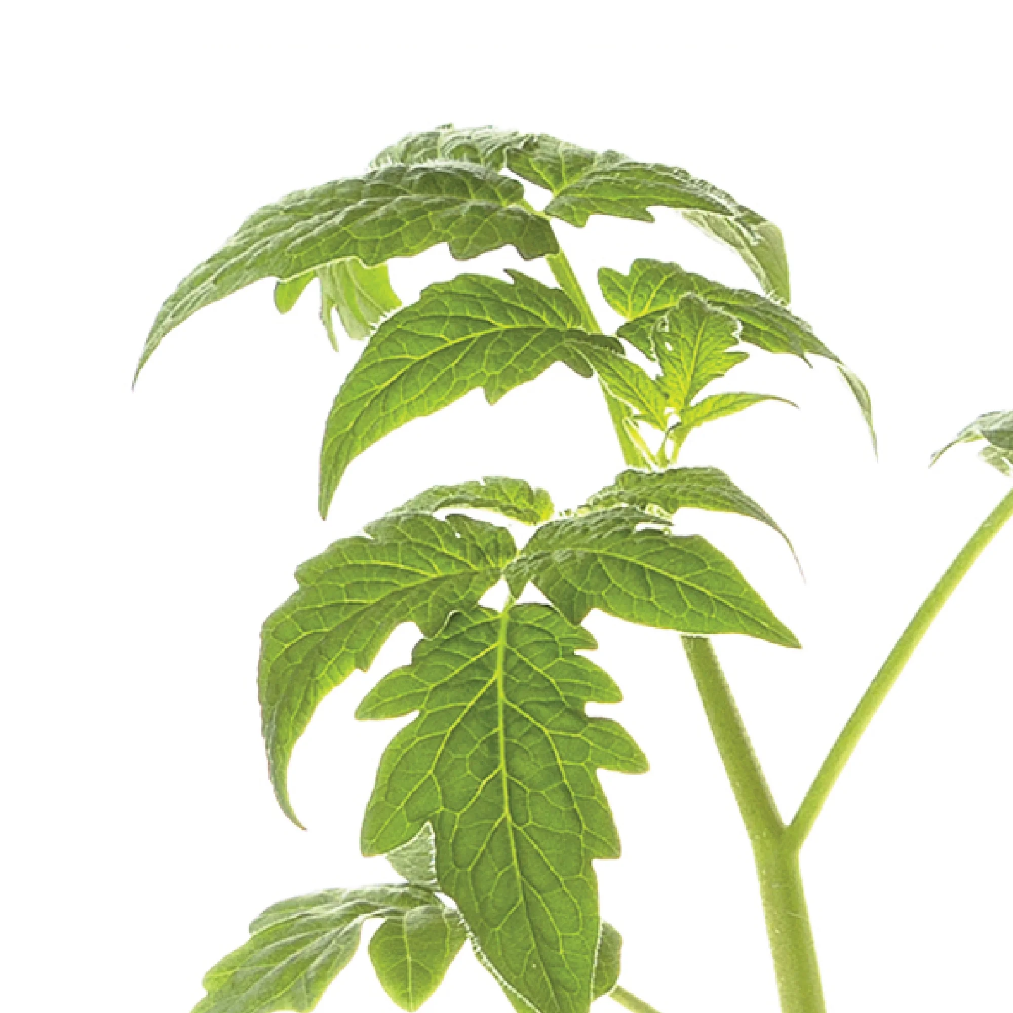 Ferry-Morse Plantlings Plus 4-6